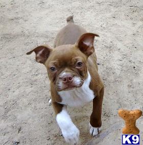 Boston Terrier Puppies